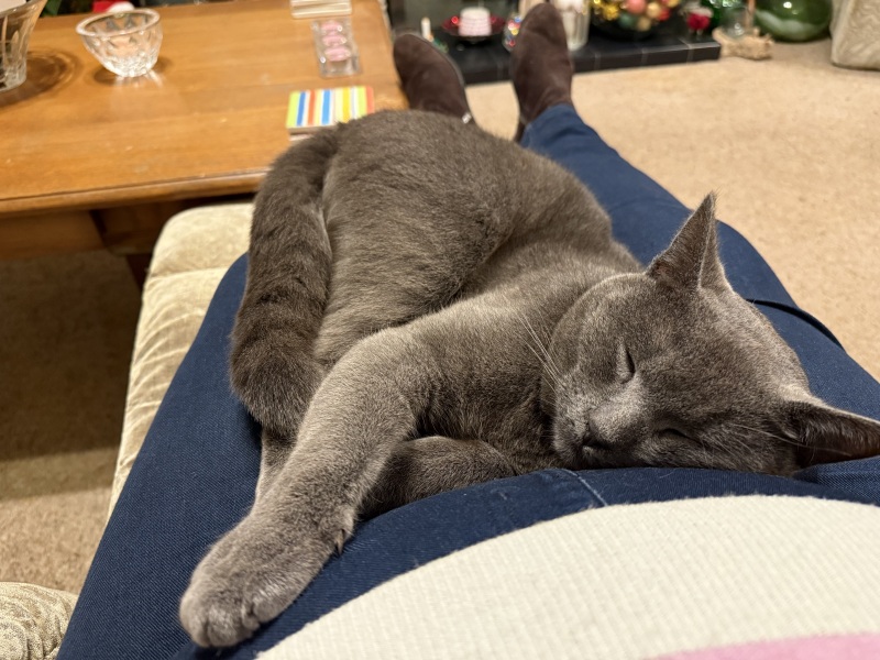 Tinsel, Glitter and Baubles - the Excellent Cats prepare to knock Everything off your Christmas Tree