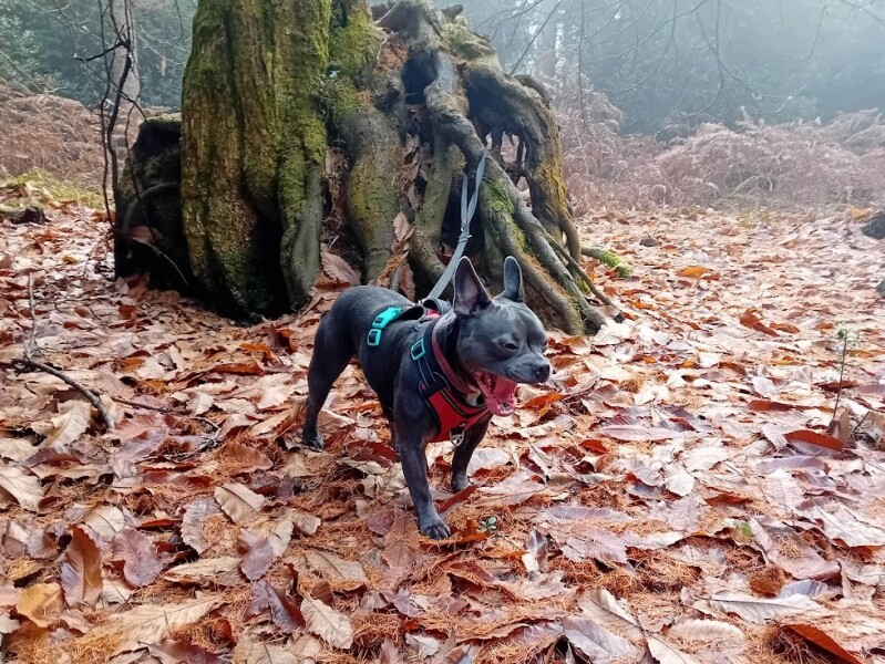 The Continuing Support Thread for Anyone Trying to Lead an Alcohol-Free Life Winter 2024