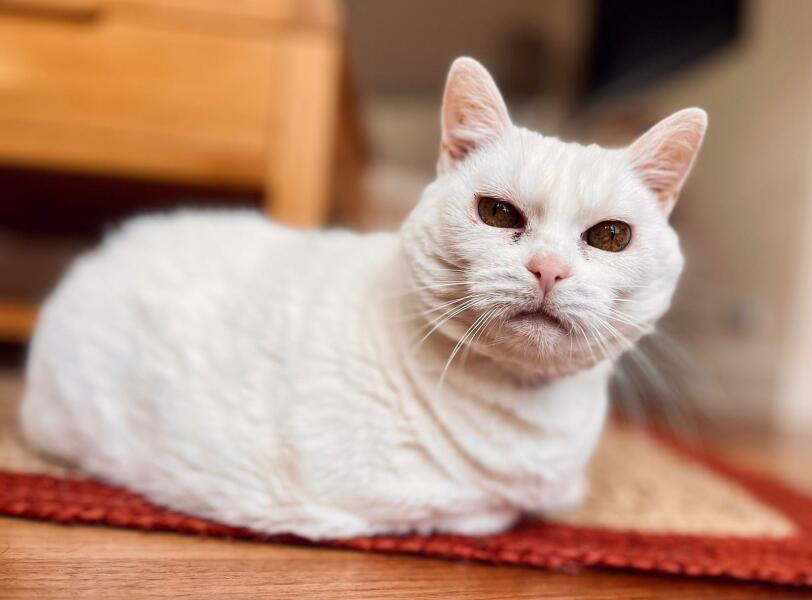 White cats yay or nay?