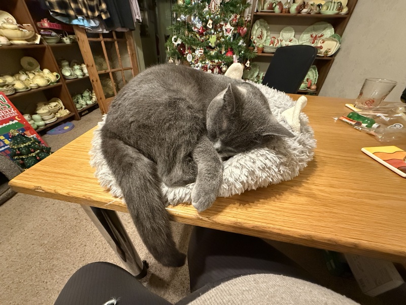 Tinsel, Glitter and Baubles - the Excellent Cats prepare to knock Everything off your Christmas Tree