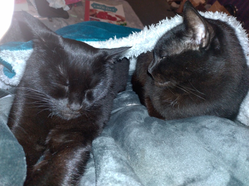 Tinsel, Glitter and Baubles - the Excellent Cats prepare to knock Everything off your Christmas Tree