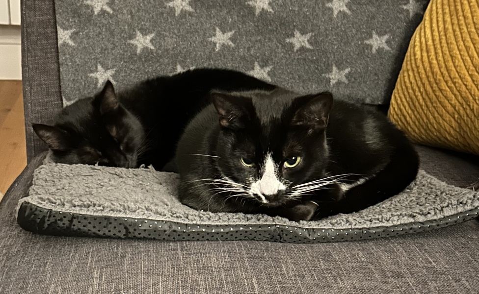 Thread 13 Starmer - facts are for lefties