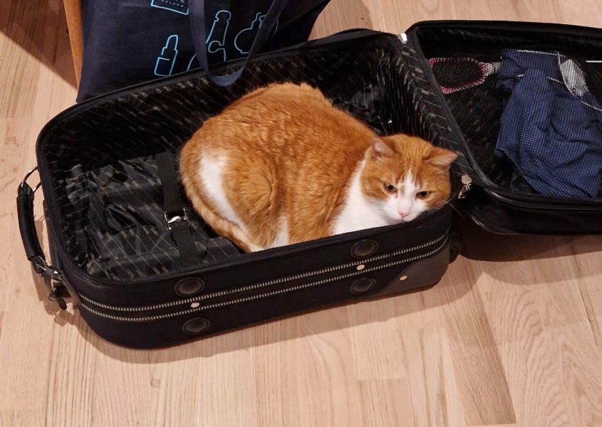 Ring Out, Wild Bells! As 2025 approaches, the Excellent Cats raise their game with a discussion on Tennyson's poetry