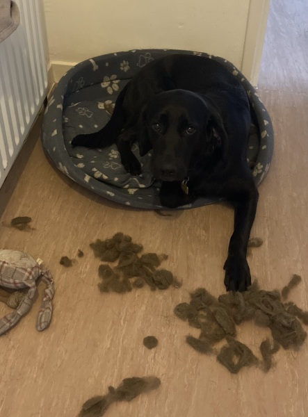This bloody dog will be the death of me