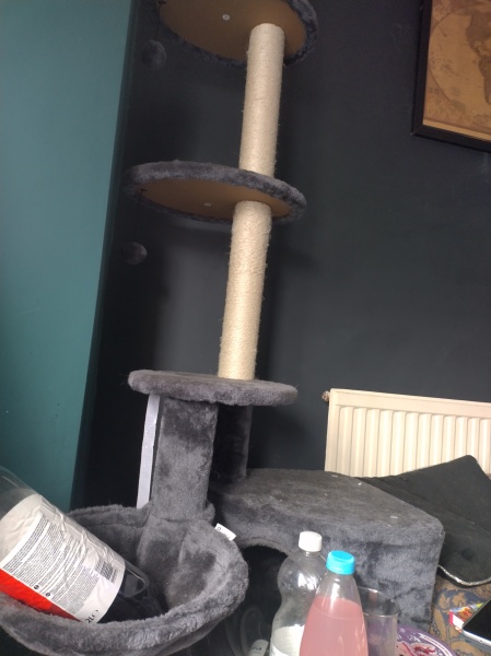 Tinsel, Glitter and Baubles - the Excellent Cats prepare to knock Everything off your Christmas Tree