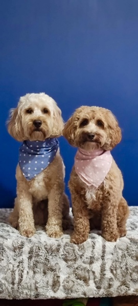 Cockapoos- from working or show cocker???