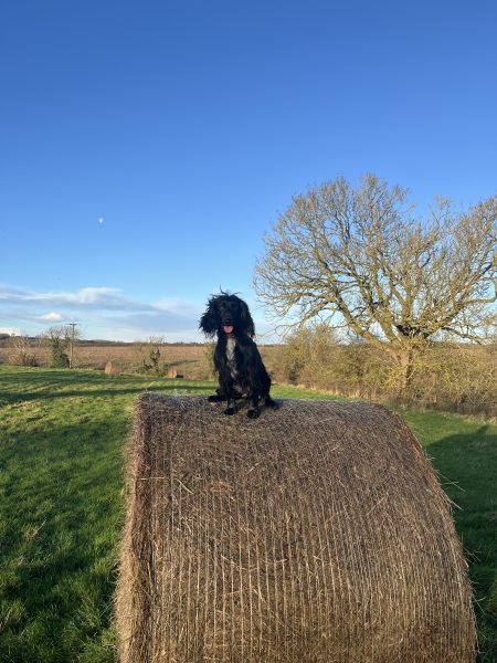 Adolescent Dog Survival Thread - Bark the Herald, furry angels sing!