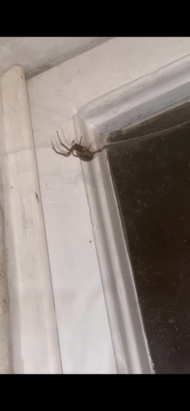Spider ID please.
