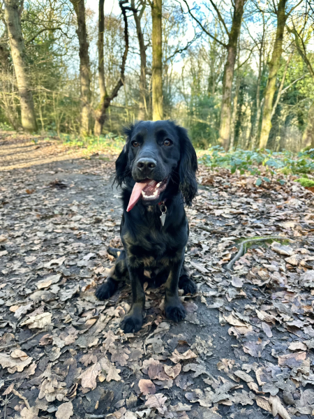 Adolescent Dog Survival Thread - Bark the Herald, furry angels sing!