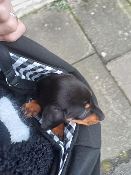 Puppy Survival Thread for New and Old Pups - here comes winter 2024