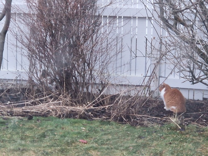 Tinsel, Glitter and Baubles - the Excellent Cats prepare to knock Everything off your Christmas Tree
