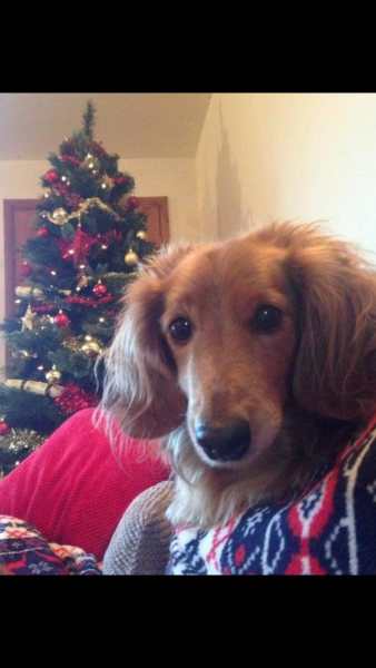Christmas dog of the month: Share your festive dog photos & win a £100 prize bundle!