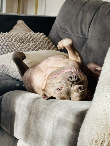 Can I see pictures of your pets?