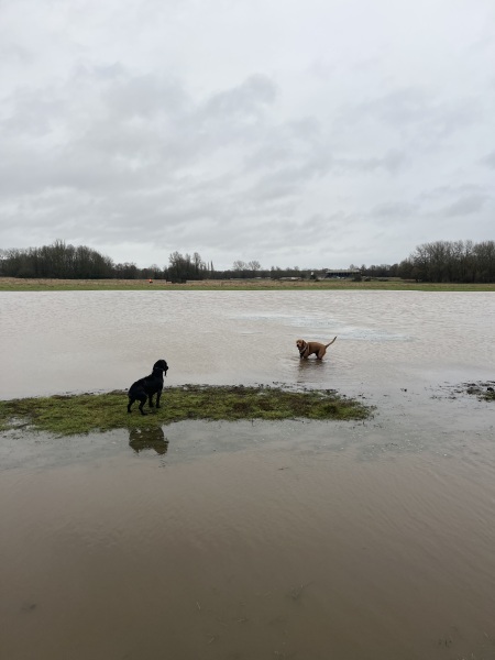 Adolescent Dog Survival Thread - Bark the Herald, furry angels sing!