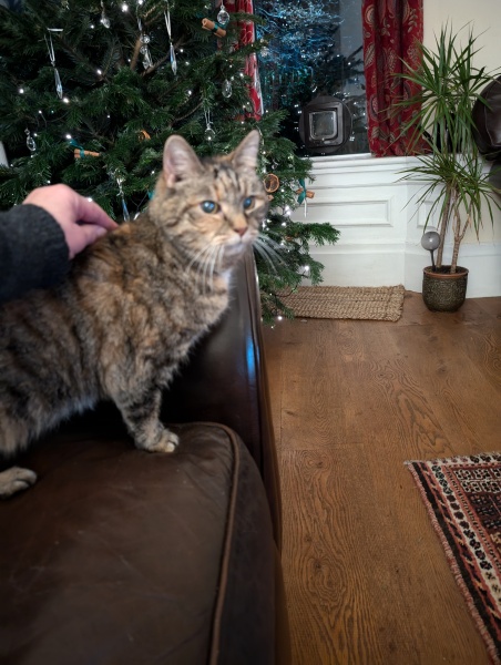 Tinsel, Glitter and Baubles - the Excellent Cats prepare to knock Everything off your Christmas Tree