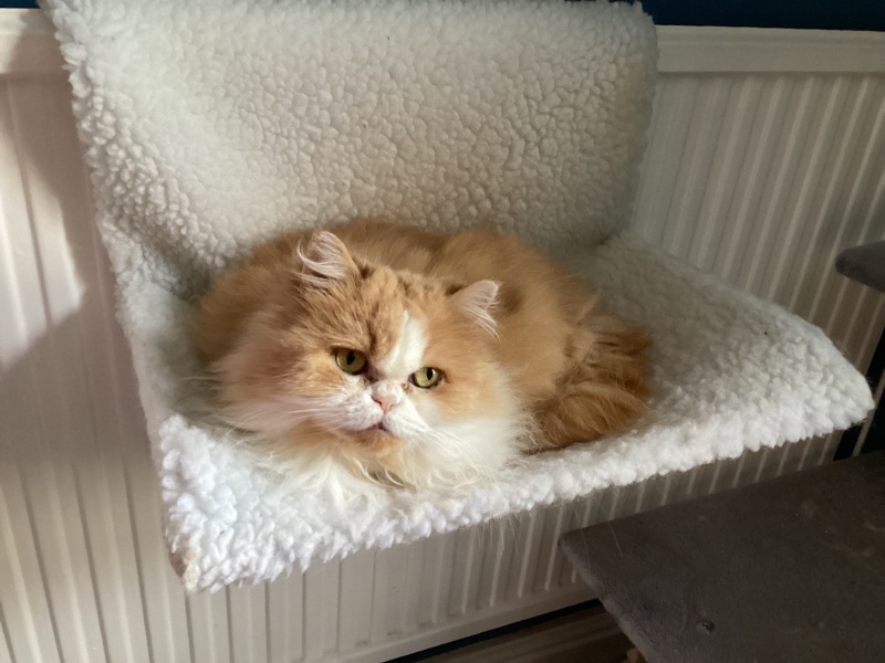 Thread 13 Starmer - facts are for lefties