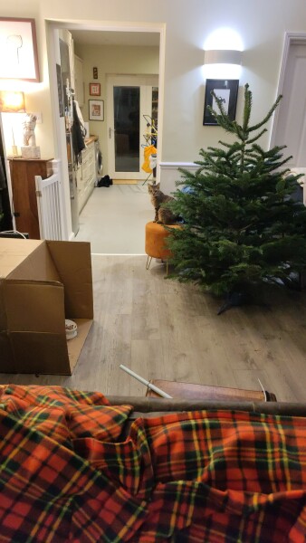 Tinsel, Glitter and Baubles - the Excellent Cats prepare to knock Everything off your Christmas Tree