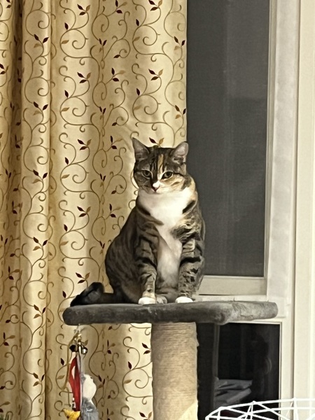 Ring Out, Wild Bells! As 2025 approaches, the Excellent Cats raise their game with a discussion on Tennyson's poetry