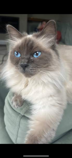 What breed is my cat?