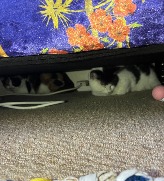 Tinsel, Glitter and Baubles - the Excellent Cats prepare to knock Everything off your Christmas Tree