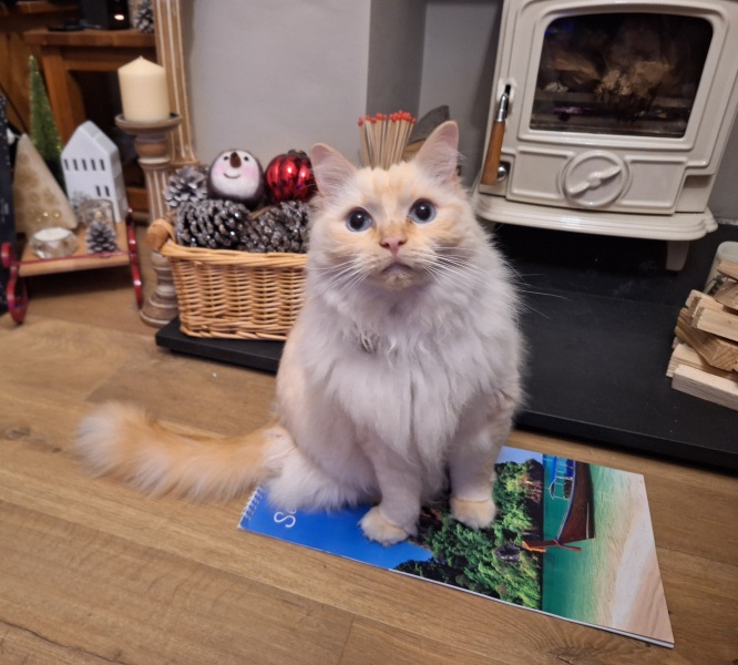 The Nigel Slater Christmas Chronicles Readalong 2024 Part 3