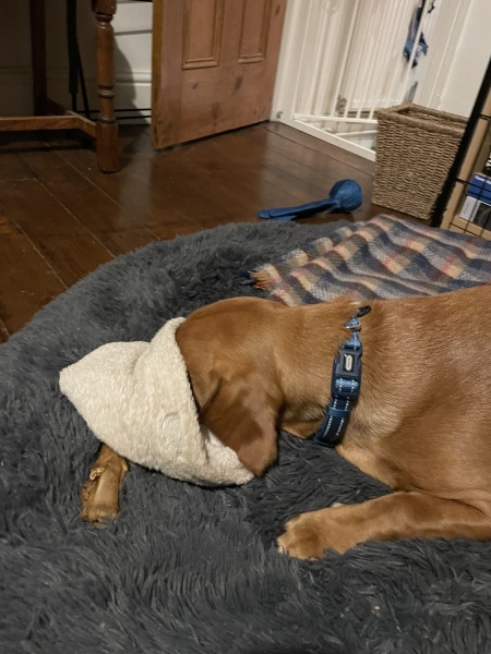 Puppy Survival Thread for New and Old Pups - here comes winter 2024
