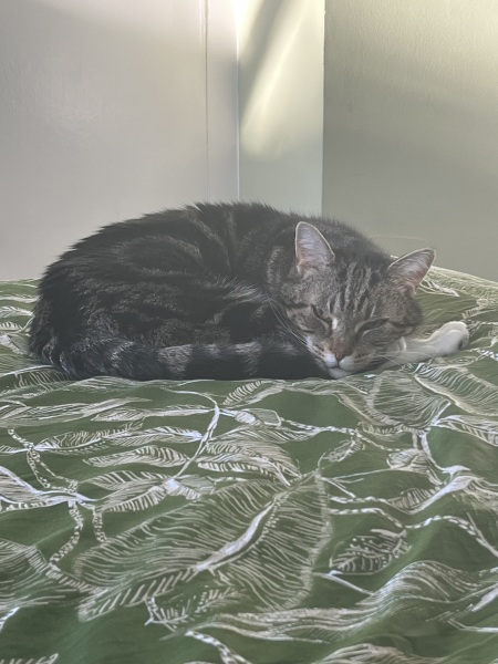 Thread 13 Starmer - facts are for lefties