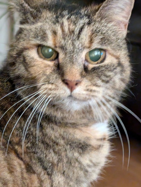 Tinsel, Glitter and Baubles - the Excellent Cats prepare to knock Everything off your Christmas Tree