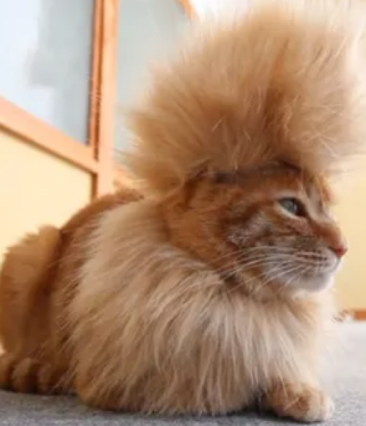 Does it matter if I backcomb the cat?