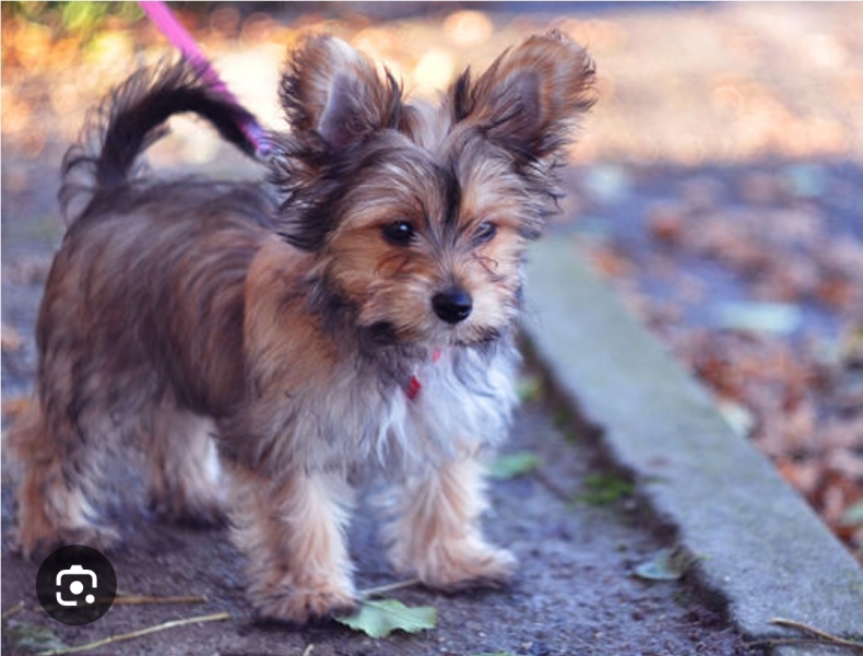 To swap miserable DH for a Yorkshire terrier.