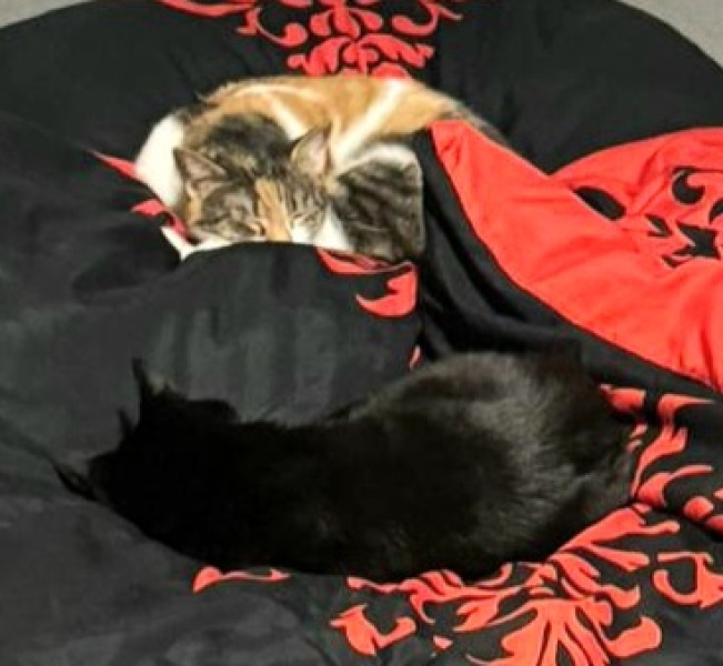 Tinsel, Glitter and Baubles - the Excellent Cats prepare to knock Everything off your Christmas Tree