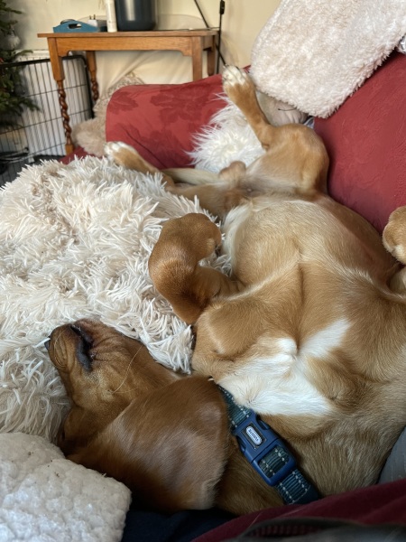 Adolescent Dog Survival Thread - Bark the Herald, furry angels sing!