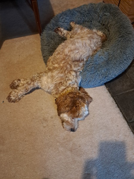 Adolescent Dog Survival Thread - Bark the Herald, furry angels sing!