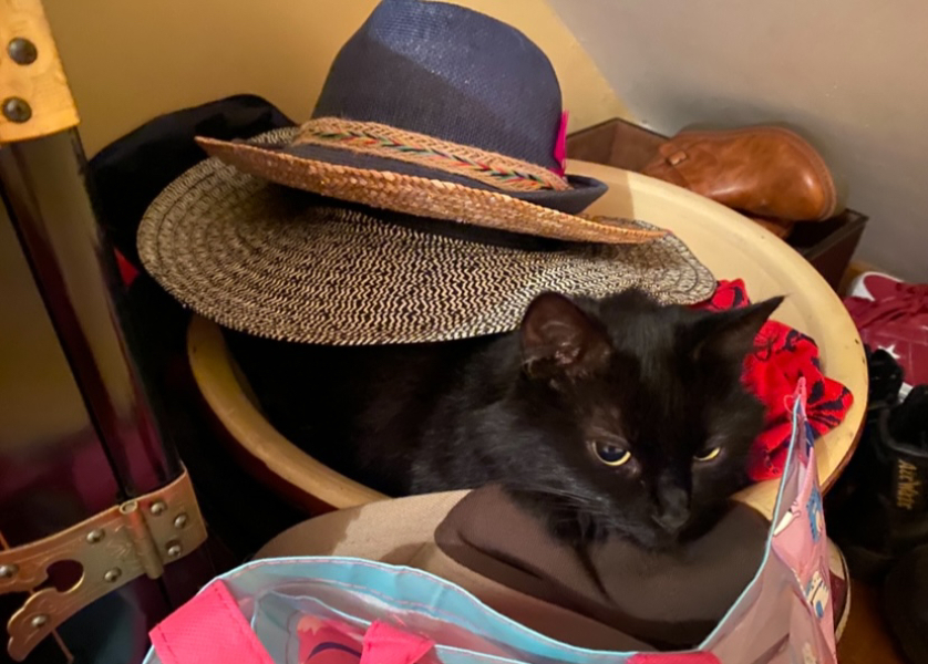 What perfectly ordinary places have you found your cat?