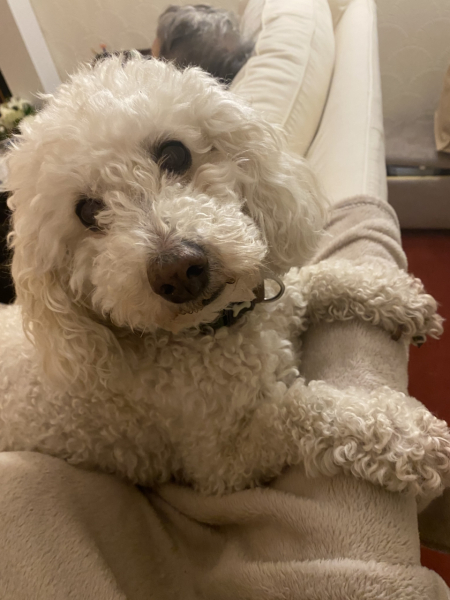 Best breed of dog for first time owner