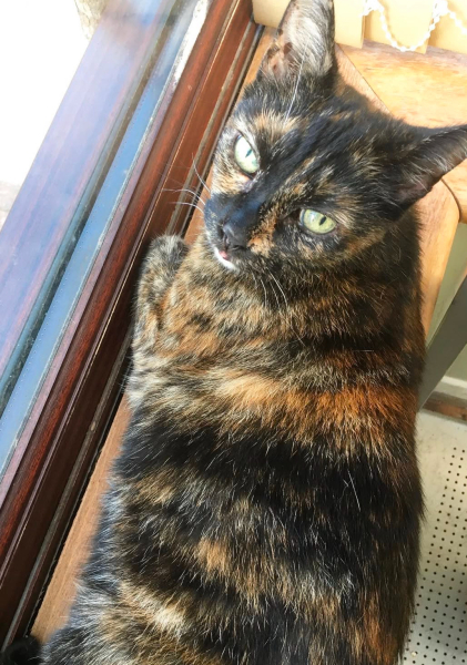 My cat died and I can’t move on
