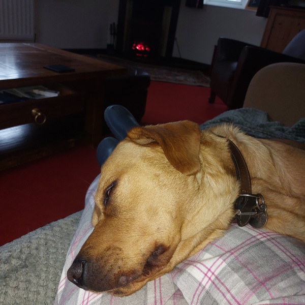 teaching a dog to settle