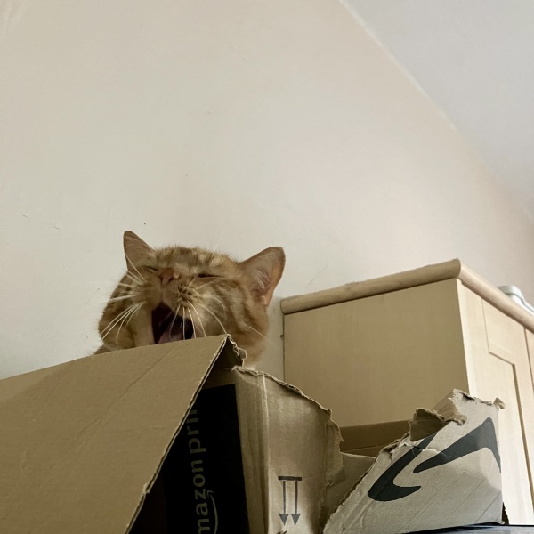 Animals shelters always asking for towels, blankets, duvets