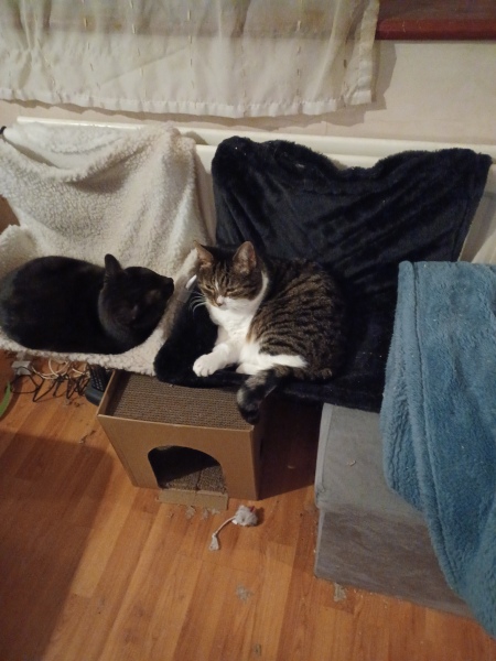 Tinsel, Glitter and Baubles - the Excellent Cats prepare to knock Everything off your Christmas Tree