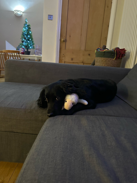 Puppy Survival Thread for New and Old Pups - here comes winter 2024