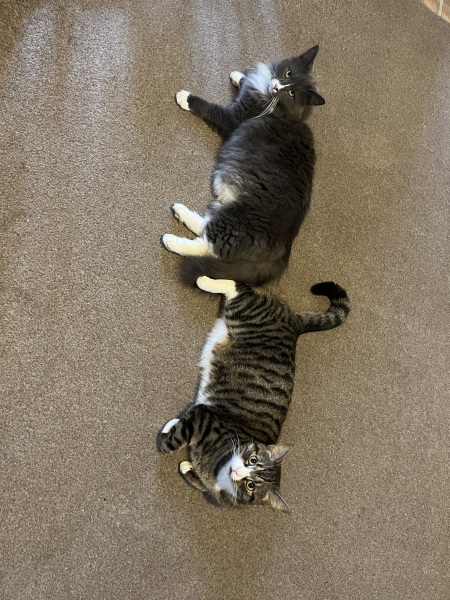 Thread 13 Starmer - facts are for lefties