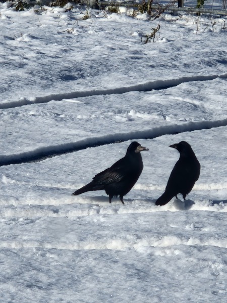 I really want some crow friends!