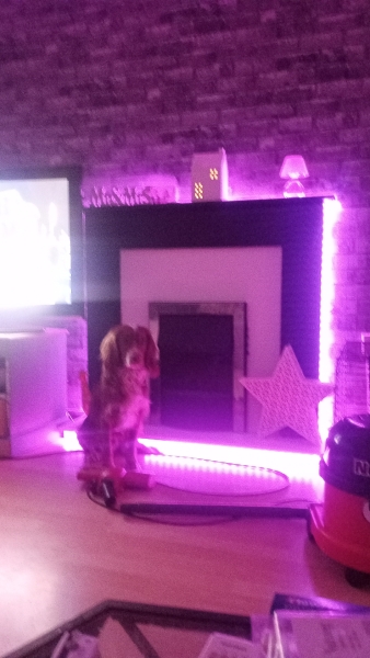 Adolescent Dog Survival Thread - Bark the Herald, furry angels sing!