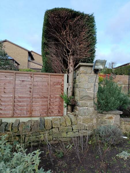 Neighbour's badly cut hedge