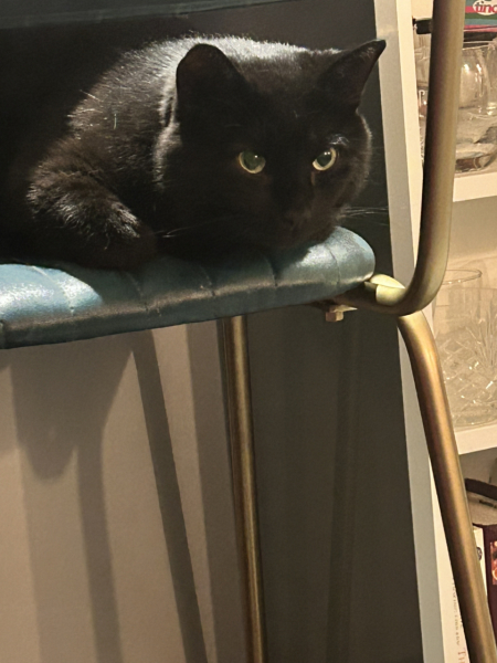 Fleas - my poor boy
