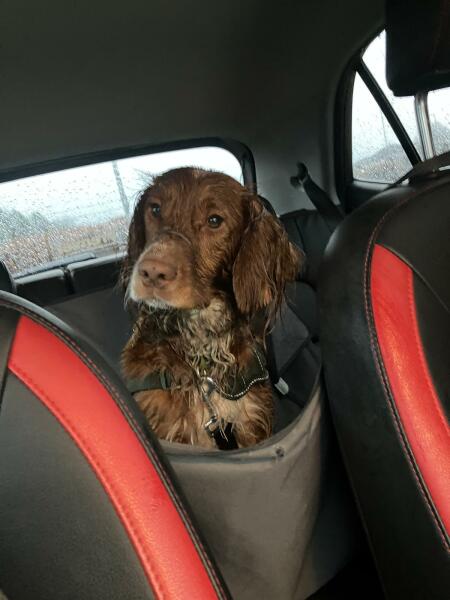 Adolescent Dog Survival Thread - Bark the Herald, furry angels sing!