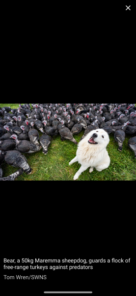 Adolescent Dog Survival Thread - Bark the Herald, furry angels sing!