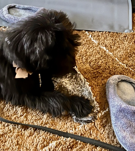 Puppy Survival Thread for New and Old Pups - here comes winter 2024