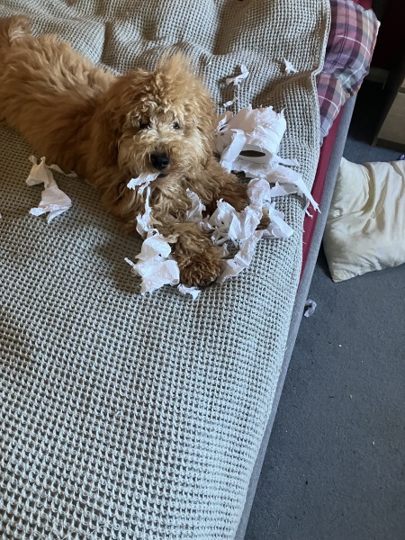 What's the worst thing your dog has ever eaten?