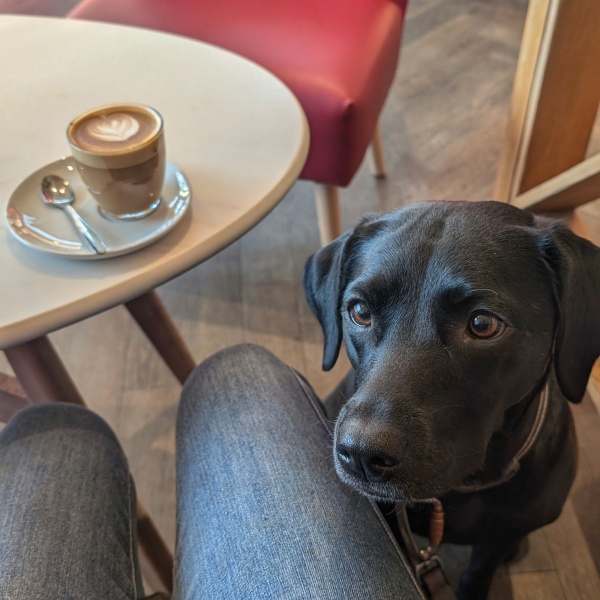 Adolescent Dog Survival Thread - Bark the Herald, furry angels sing!